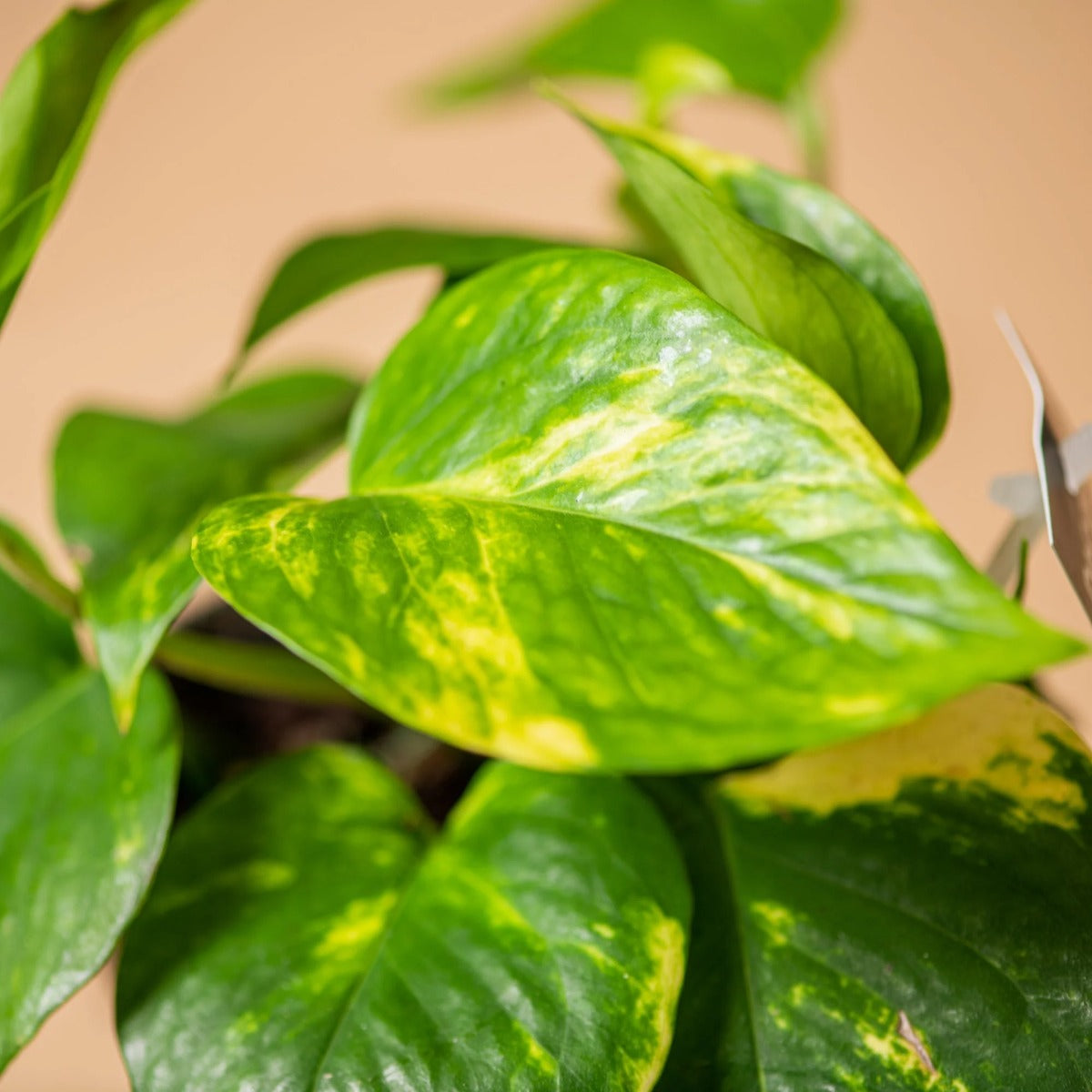 POTHOS AUREA VASO 10CM