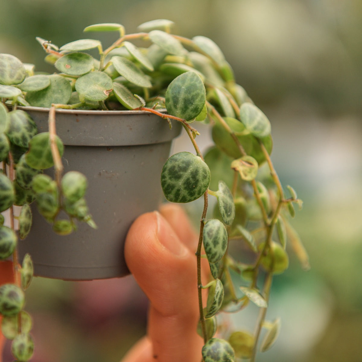 PEPEROMIA PROSTRATA VASO 9CM
