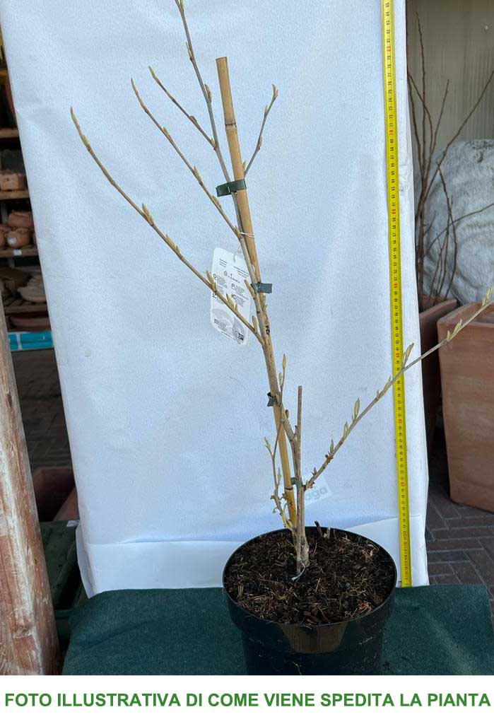 HAMAMELIS INTERMEDIA ARNOLD PROMISE GIALLA VASO 23CM