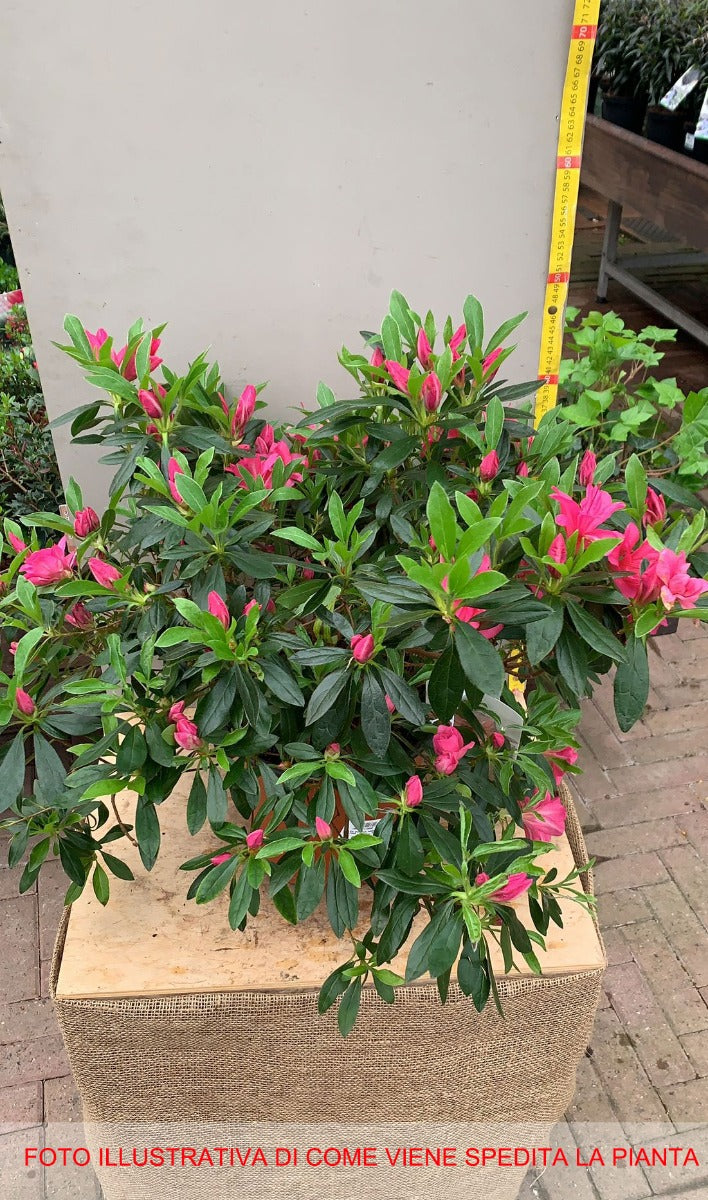 AZALEA JAPONICA RUSTICA NANNY VASO 24CM