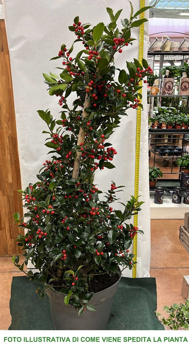ILEX AGRIFOGLIO MESERVEAE BLUE MAID VASO 28CM