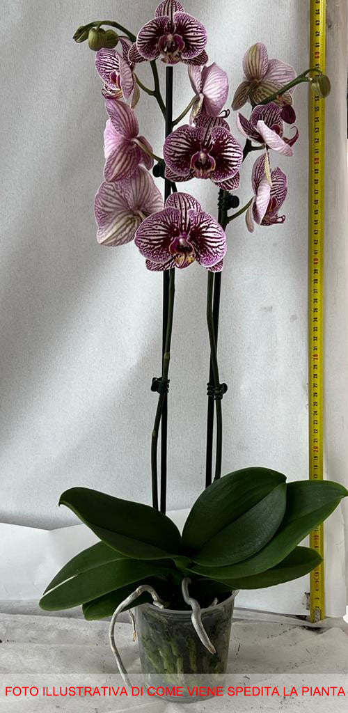 ORCHIDEA PHALAENOPSIS  2 RAMI ROSA O GIALLA VASO 10CM