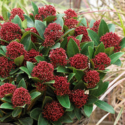 SKIMMIA JAPONICA RUBELLA TRICOLOR IN VASO DA 10CM