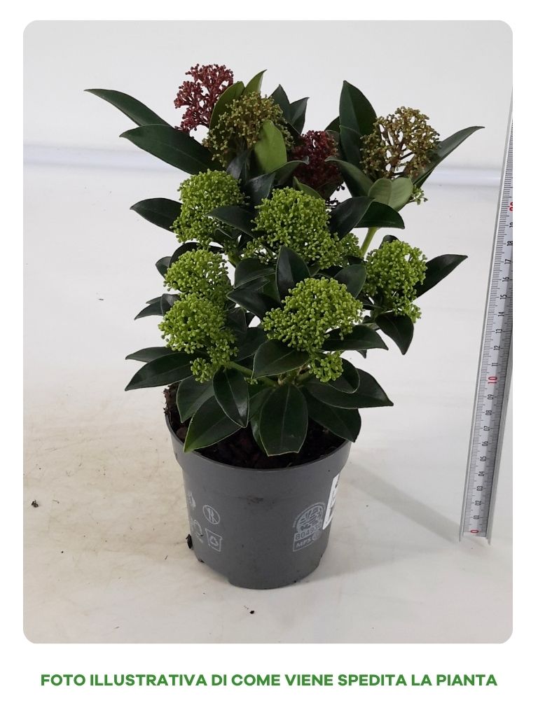 SKIMMIA JAPONICA RUBELLA TRICOLOR IN VASO DA 10CM