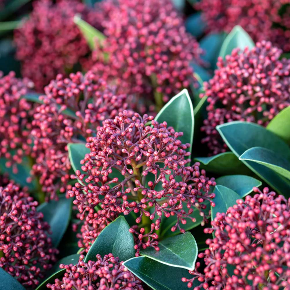 SKIMMIA JAPONICA RUBELLA VASO 9CM