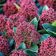 SKIMMIA JAPONICA RUBELLA VASO 9CM