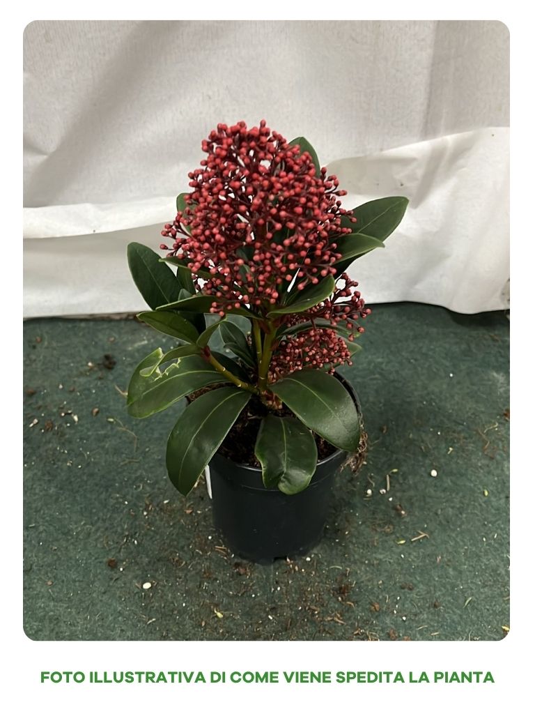 SKIMMIA JAPONICA RUBELLA VASO 9CM