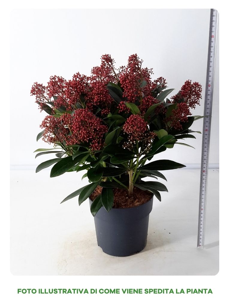 SKIMMIA JAPONICA RUBELLA IN VASO DA 17CM