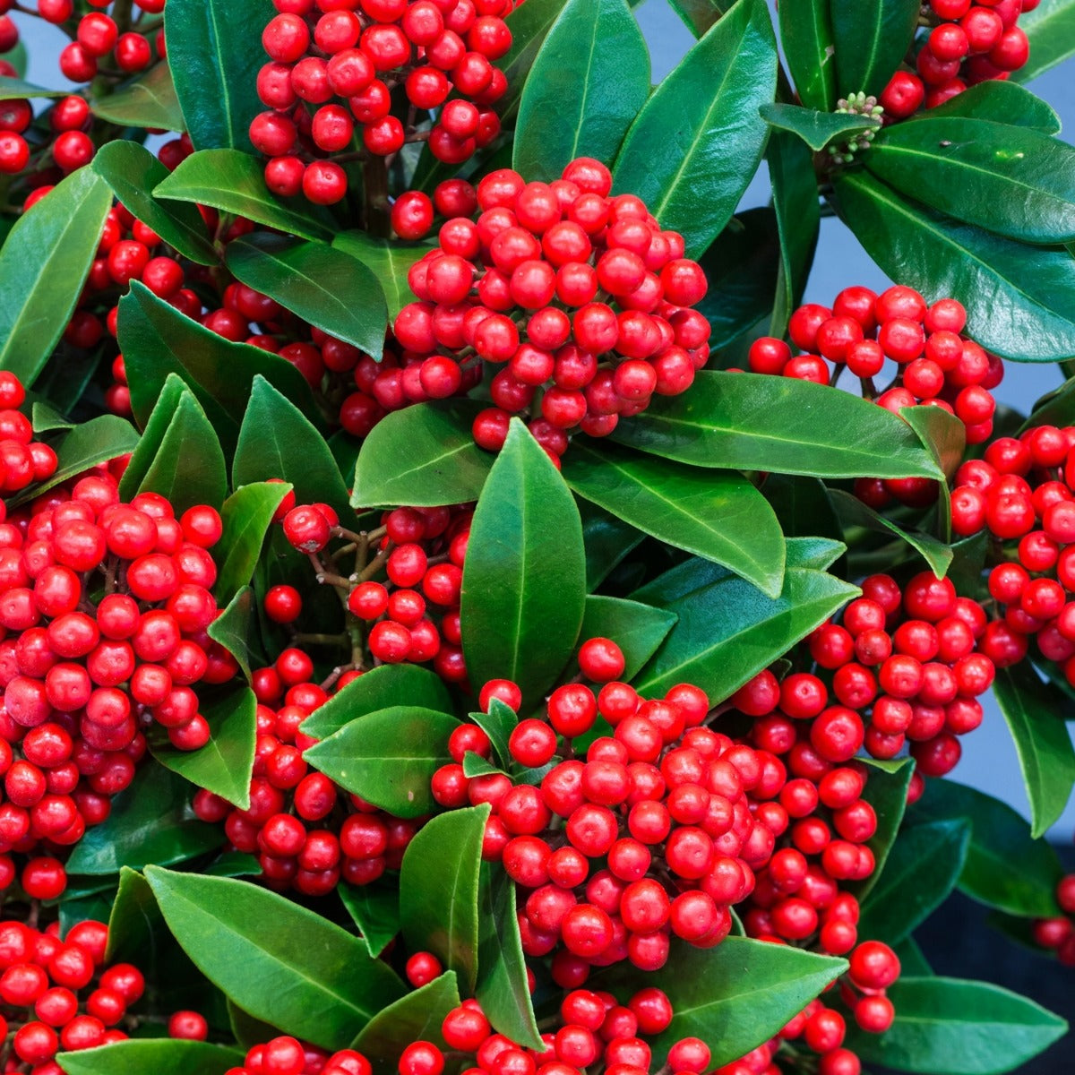SKIMMIA JAPONICA LIPSTICK VASO 19CM