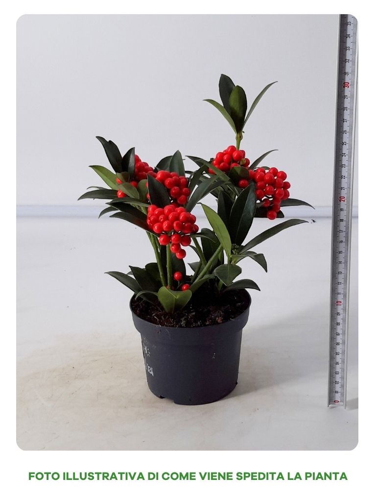 SKIMMIA O'BERRY IN VASO DA 13CM