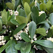 SKIMMIA O'BERRY WHITE IN VASO DA 13CM