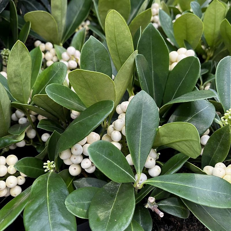 SKIMMIA O'BERRY WHITE IN VASO DA 13CM