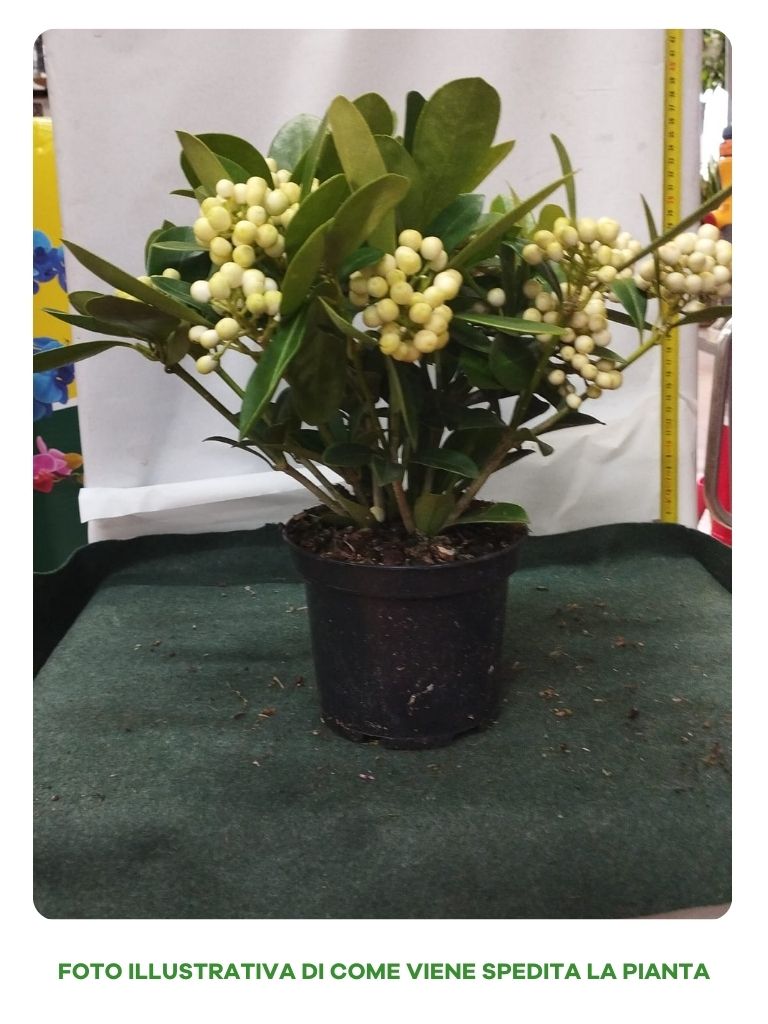 SKIMMIA O'BERRY WHITE 16 VASO 15CM