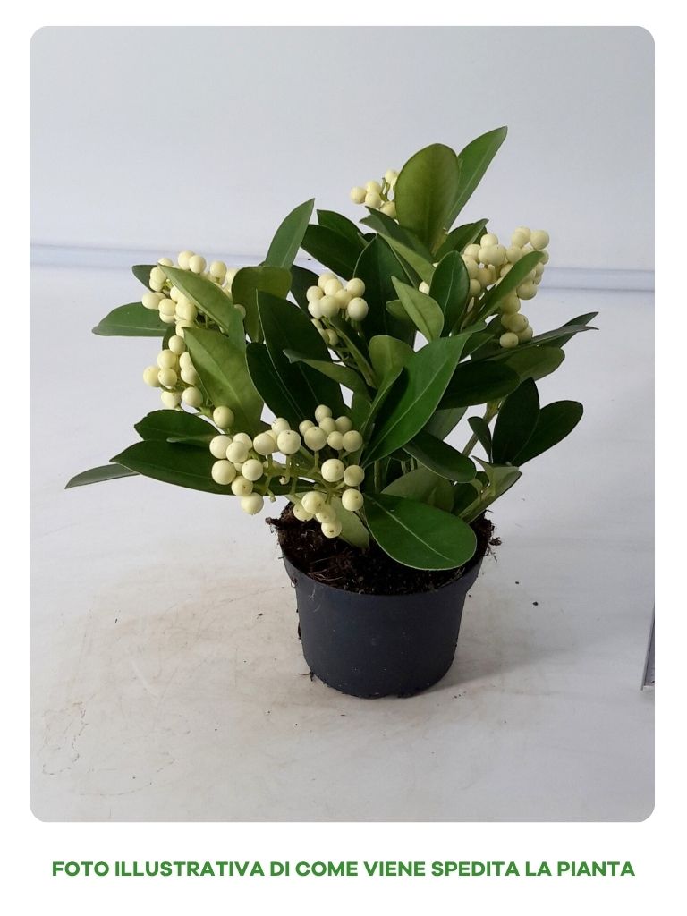 SKIMMIA O'BERRY WHITE IN VASO DA 13CM