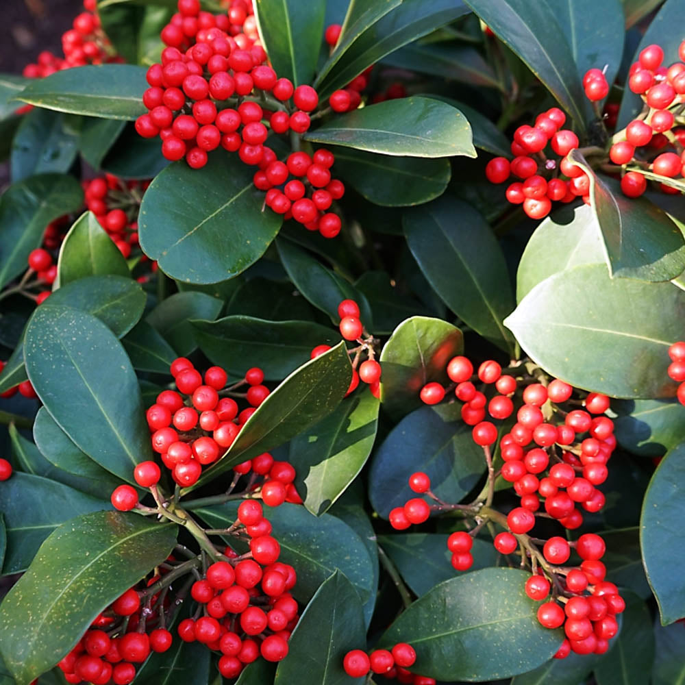 SKIMMIA VEITCHII RED VASO 30CM
