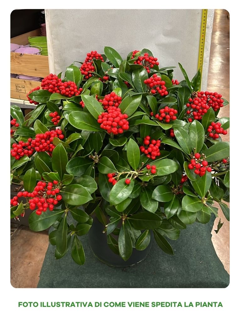 SKIMMIA VEITCHII RED VASO 30CM