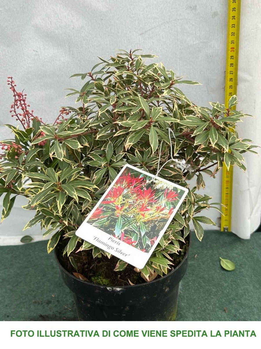 PIERIS JAPONICA FLAMING SILVER VASO 19CM