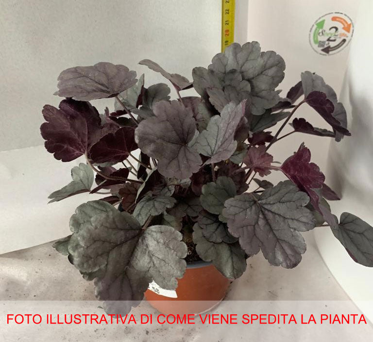 HEUCHERA VARIETA' ASSORTITA IN VASO 12CM