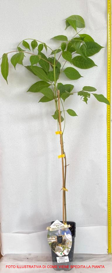 EVODIA ALBERO DEL MIELE (1 PIANTA)