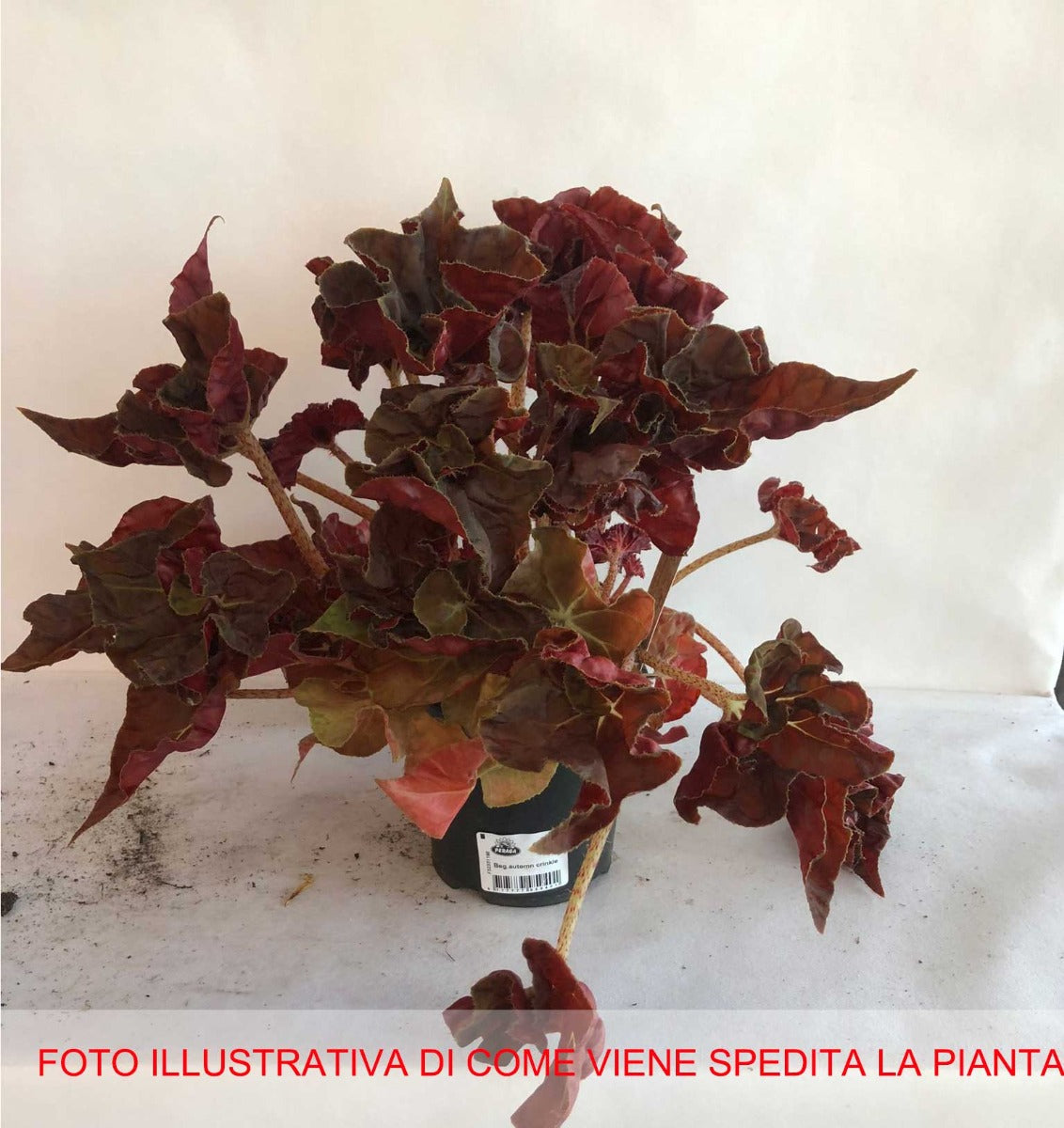 BEGONIA AUTUMN CRINKLE VASO 14CM