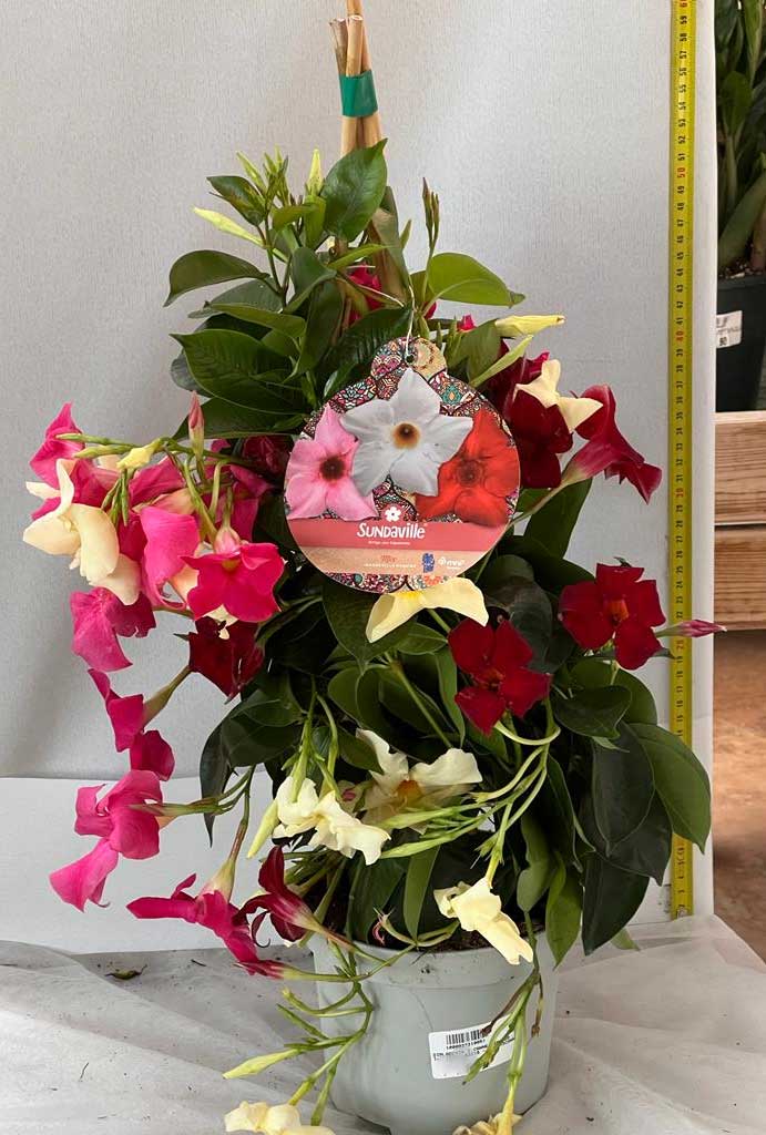 DIPLADENIA TRE COLORI VASO 20CM