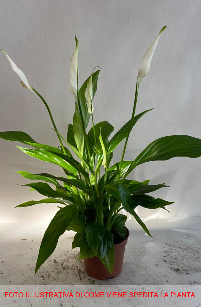 SPATHIPHYLLUM  PEARL VASO 9CM