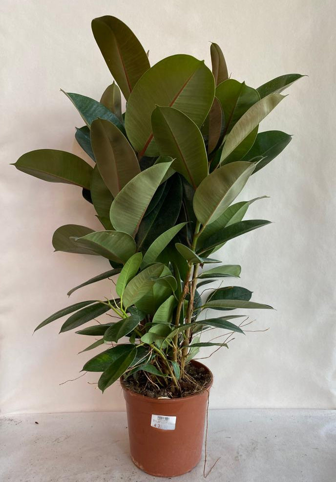 FICUS ROBUSTA VASO 21CM