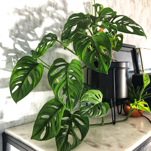 MONSTERA ADANSONII VASO 20CM