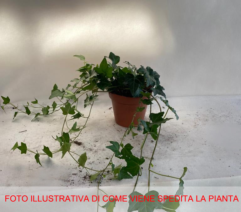 EDERA HELIX ELJA IN VASO 13CM