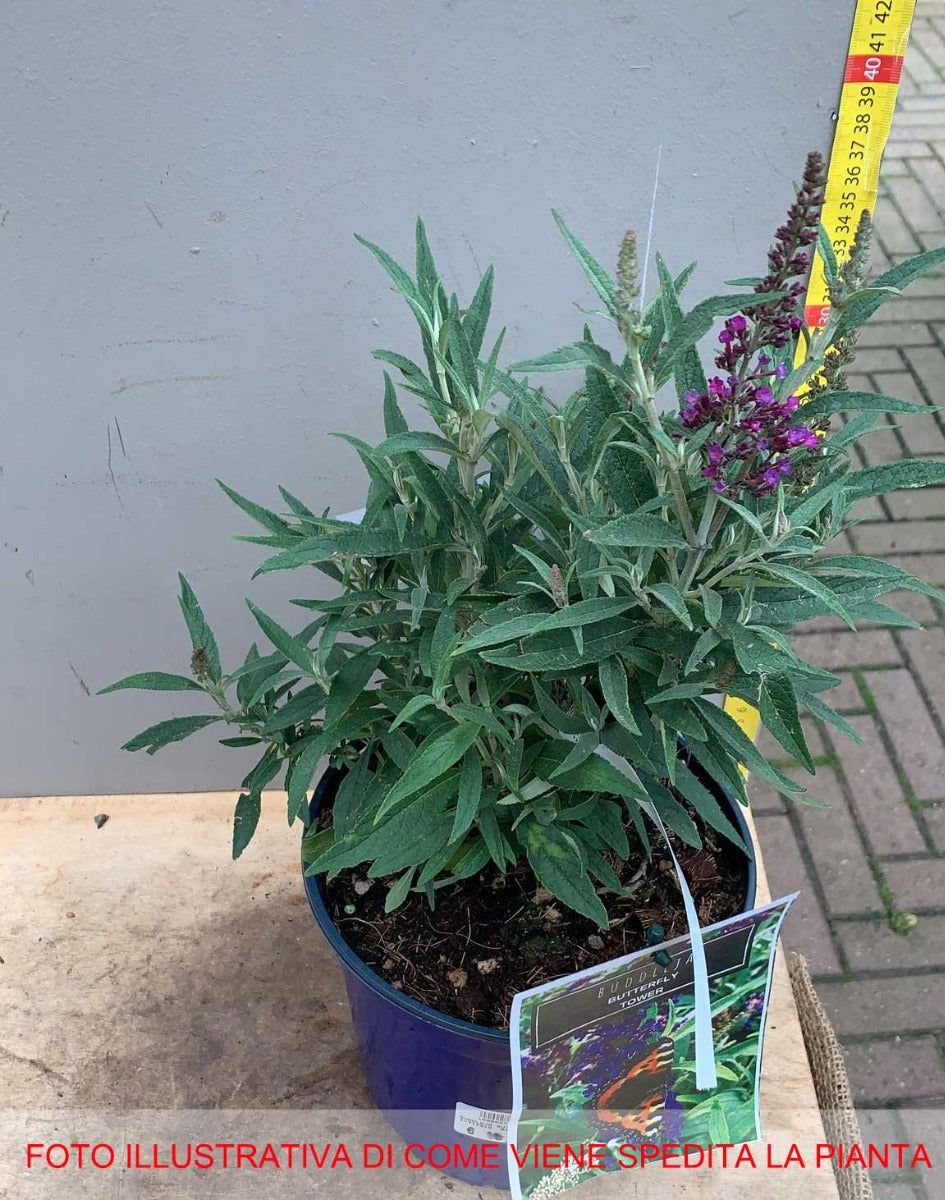 BUDDLEJA BUTTERFLY TOWER FUCSIA VASO DA 18CM