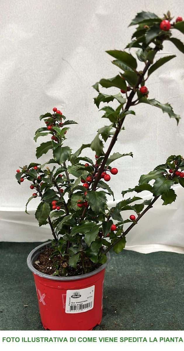 ILEX AGRIFOGLIO MESERVEAE  VASO 12CM