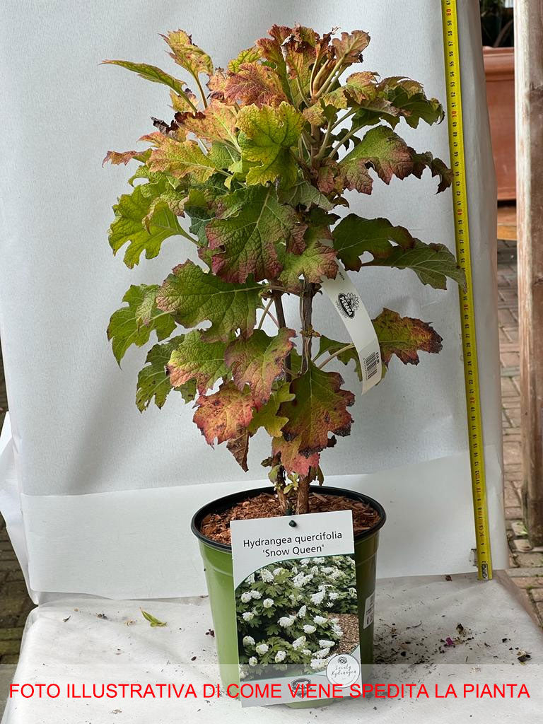 ORTENSIA HYDRANGEA QUERCIFOLIA SNOWQUEEN VASO 18CM
