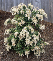 PIERIS SCARLET O'HARA VASO 17CM