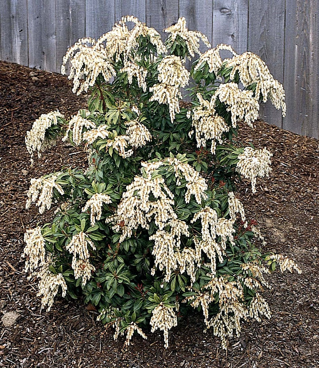 PIERIS SCARLET O'HARA VASO 17CM