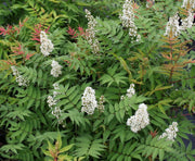 SORBARIA SORBIFOLIA FALSA SPIREA VASO 17CM