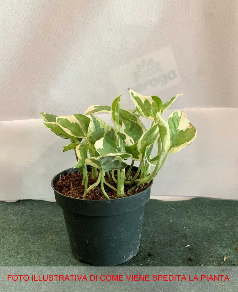EPIPREMNUM AUREUM POTOS N JOY VASO 12CM