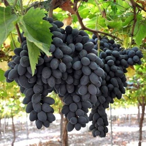 UVA SENZA SEMI APIRENA NERA IN VASO 14CM