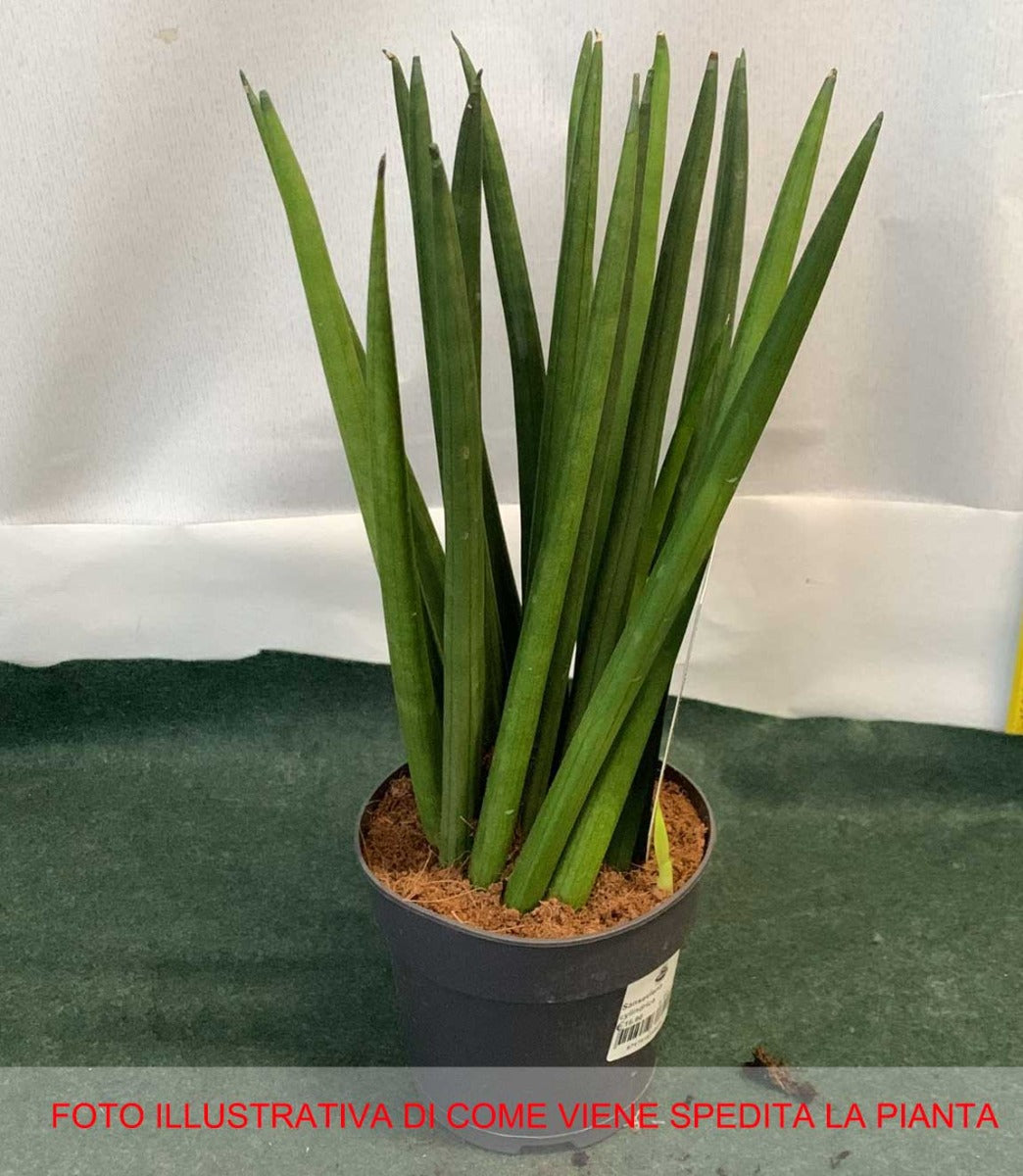 SANSEVIERIA CYLINDRICA SPAGHETTI IN VASO 12CM