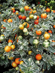 SOLANUM PSEUDOCAPSICUM IVEMA CILIEGIA DI GERUSALEMME VASO 12CM