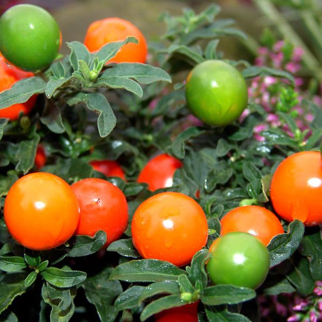 SOLANUM PSEUDOCAPSICUM CILIEGIA DI GERUSALEMME VASO 12CM