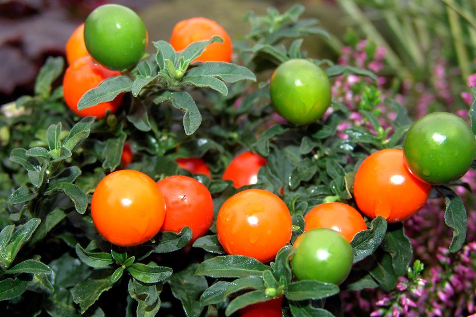 SOLANUM PSEUDOCAPSICUM CILIEGIA DI GERUSALEMME VASO 12CM
