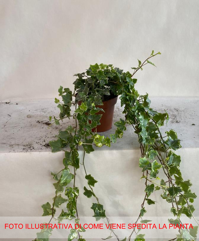 HEDERA HELIX MINT KOLIBRI IN VASO 13CM