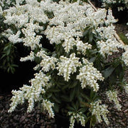 PIERIS JAPONICA TEMPLE BELL VASO 17CM