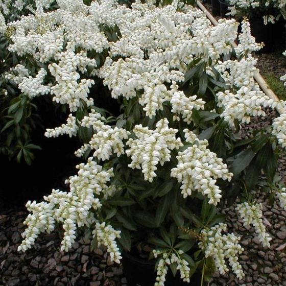 PIERIS JAPONICA TEMPLE BELL VASO 17CM
