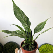 SPATHIPHYLLUM DIAMOND VARIEGATO VASO 14CM