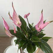 SPATHIPHYLLUM BELLINI VASO 13CM