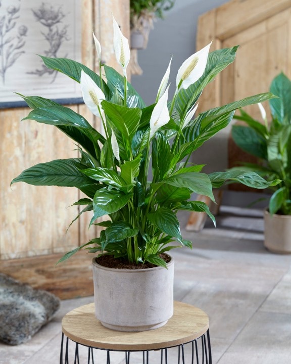 SPATHIPHYLLUM VIVALDI BIANCO VASO 17CM