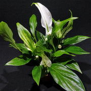 SPATHIPHYLLUM PEARL MIGNON VASO 6CM