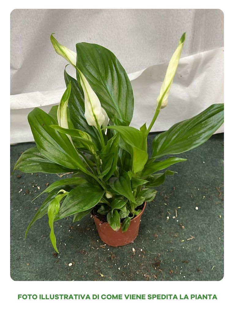 SPATHIPHYLLUM PEARL MIGNON VASO 6CM
