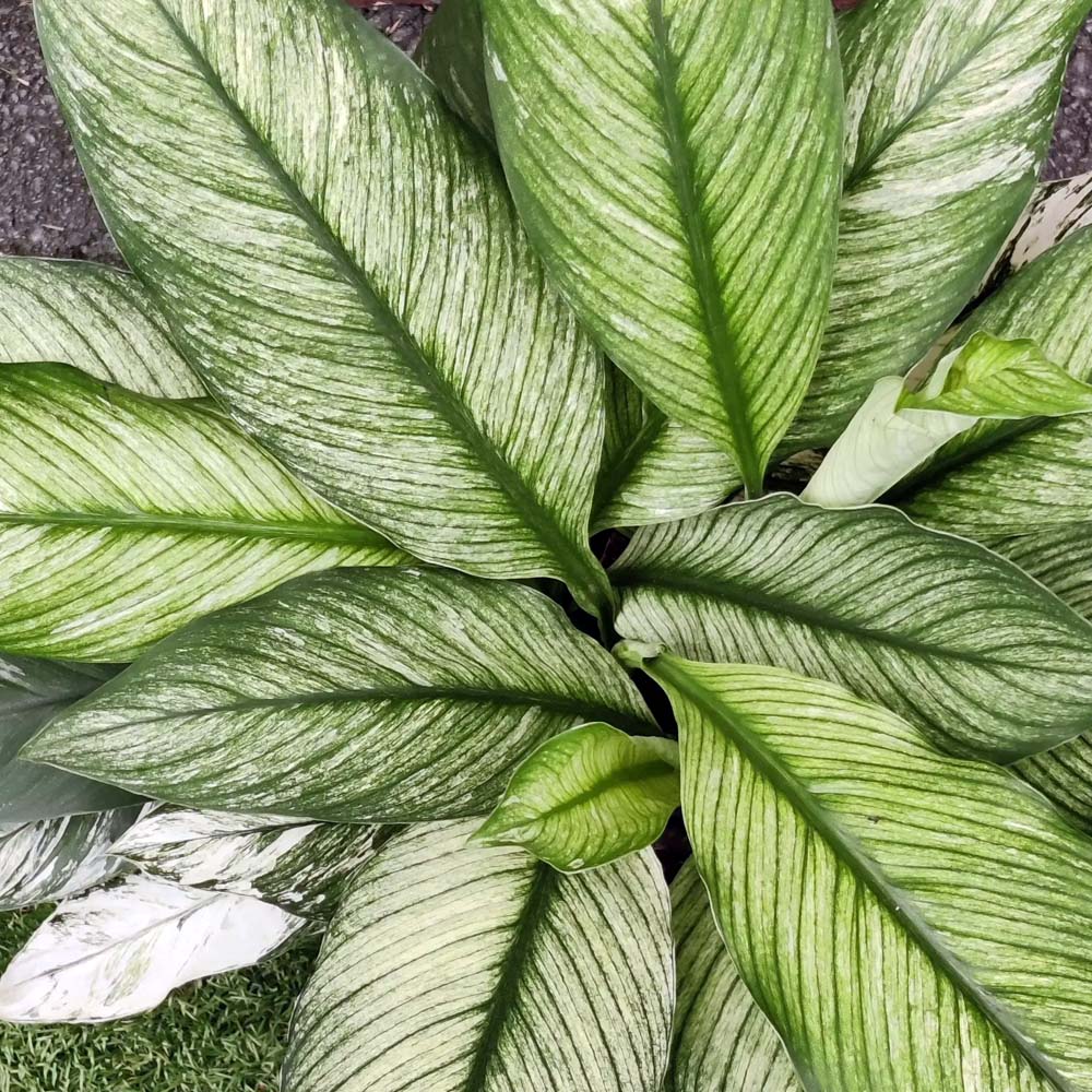 SPATHIPHYLLUM SENSATION VARIEGATO VASO 17CM